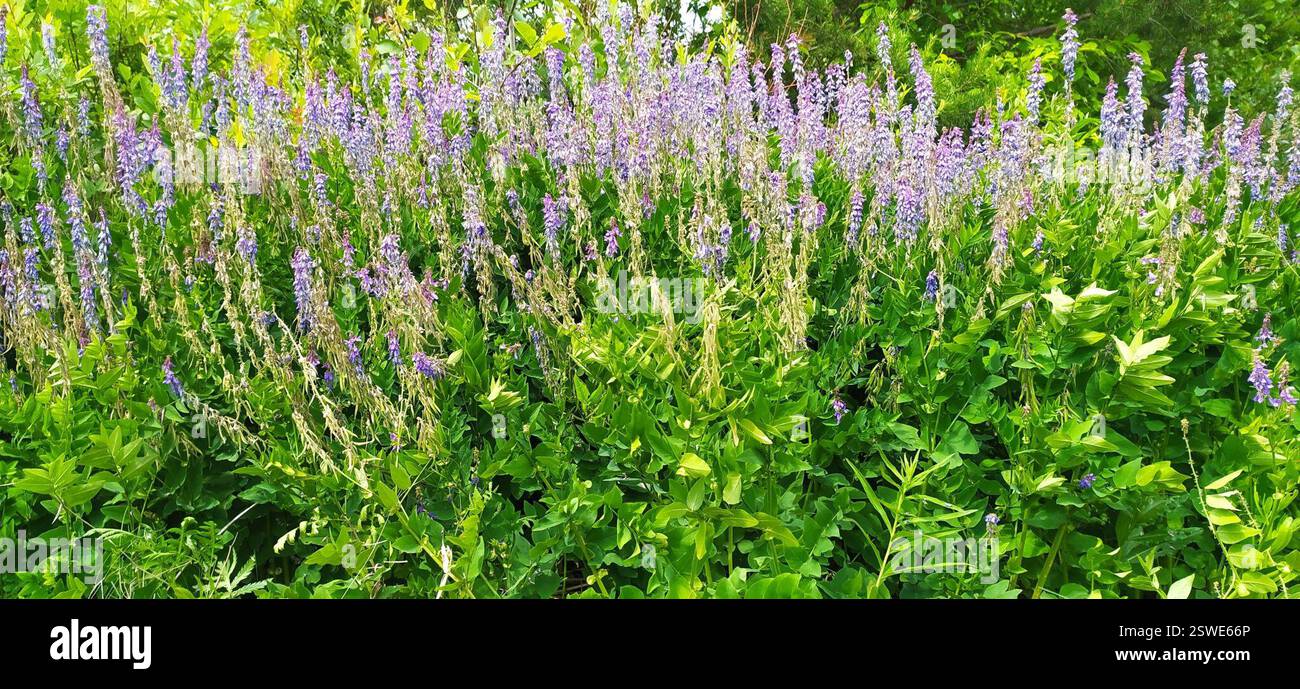 Eastern Goat's-rue (Galega orientalis), Plantae, Свердловская обл ...