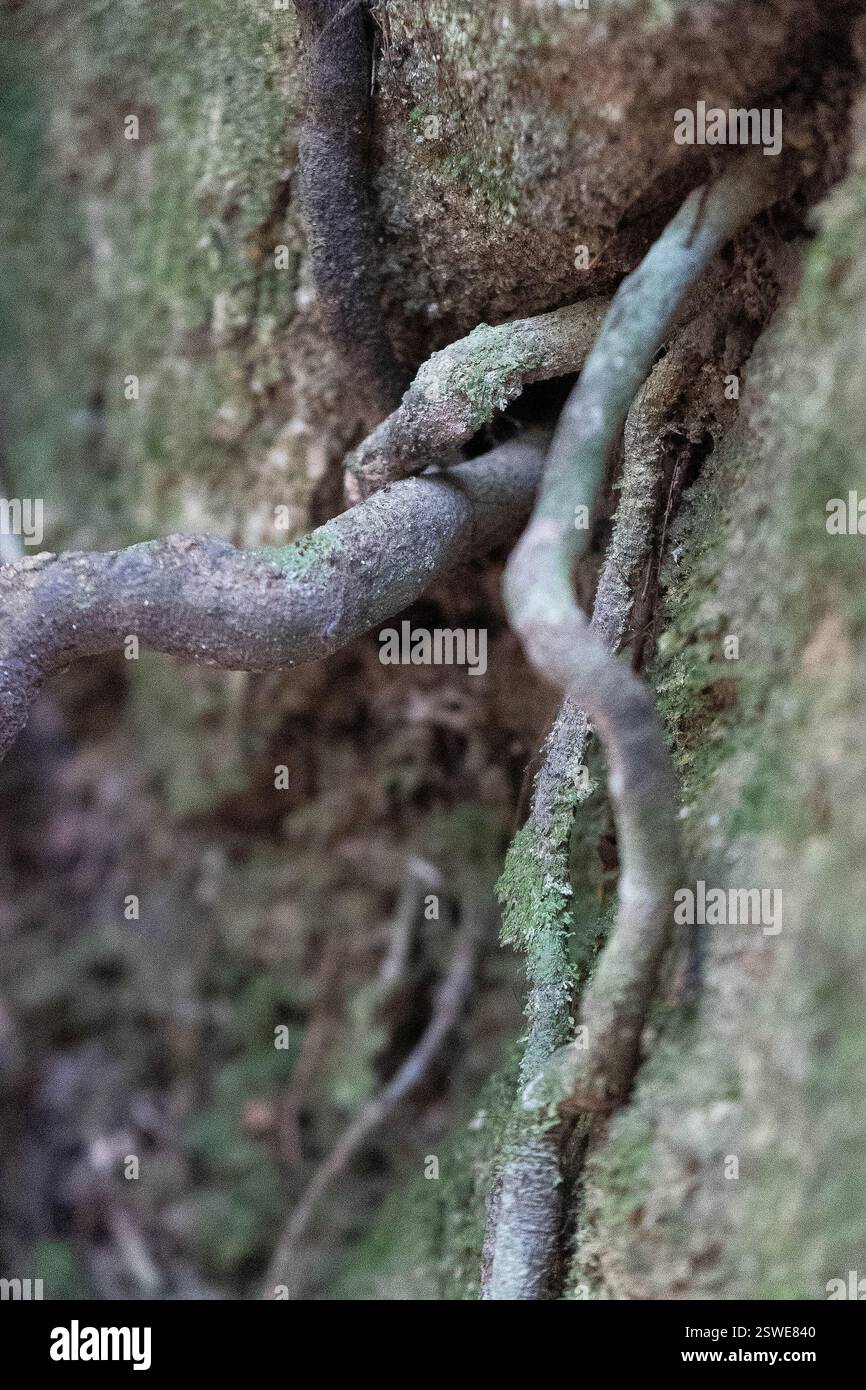 Fuse pattern hi-res stock photography and images - Alamy