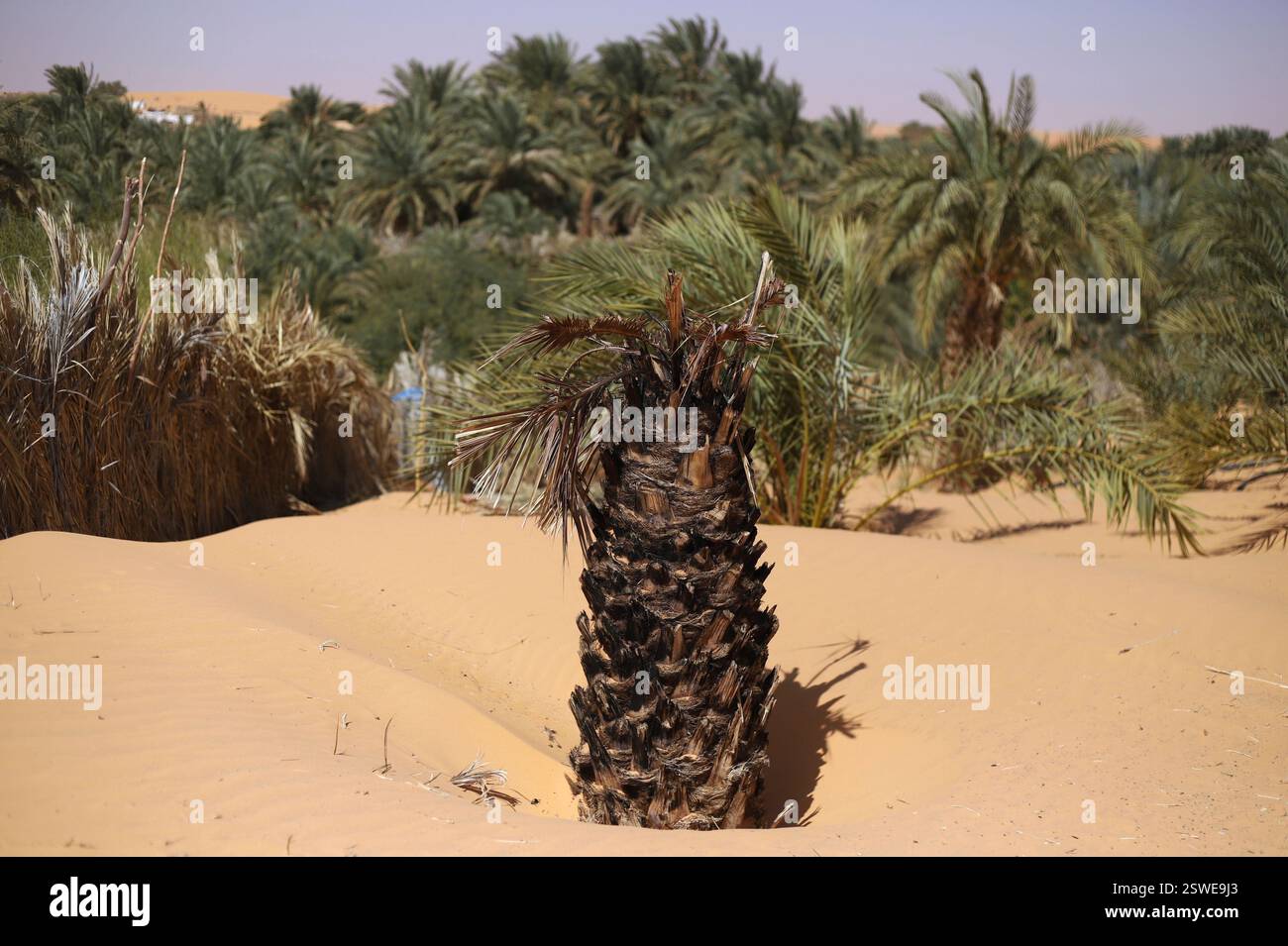 A dead palm tree trunk sits submerged in sand in Chinguetti, Mauritania
