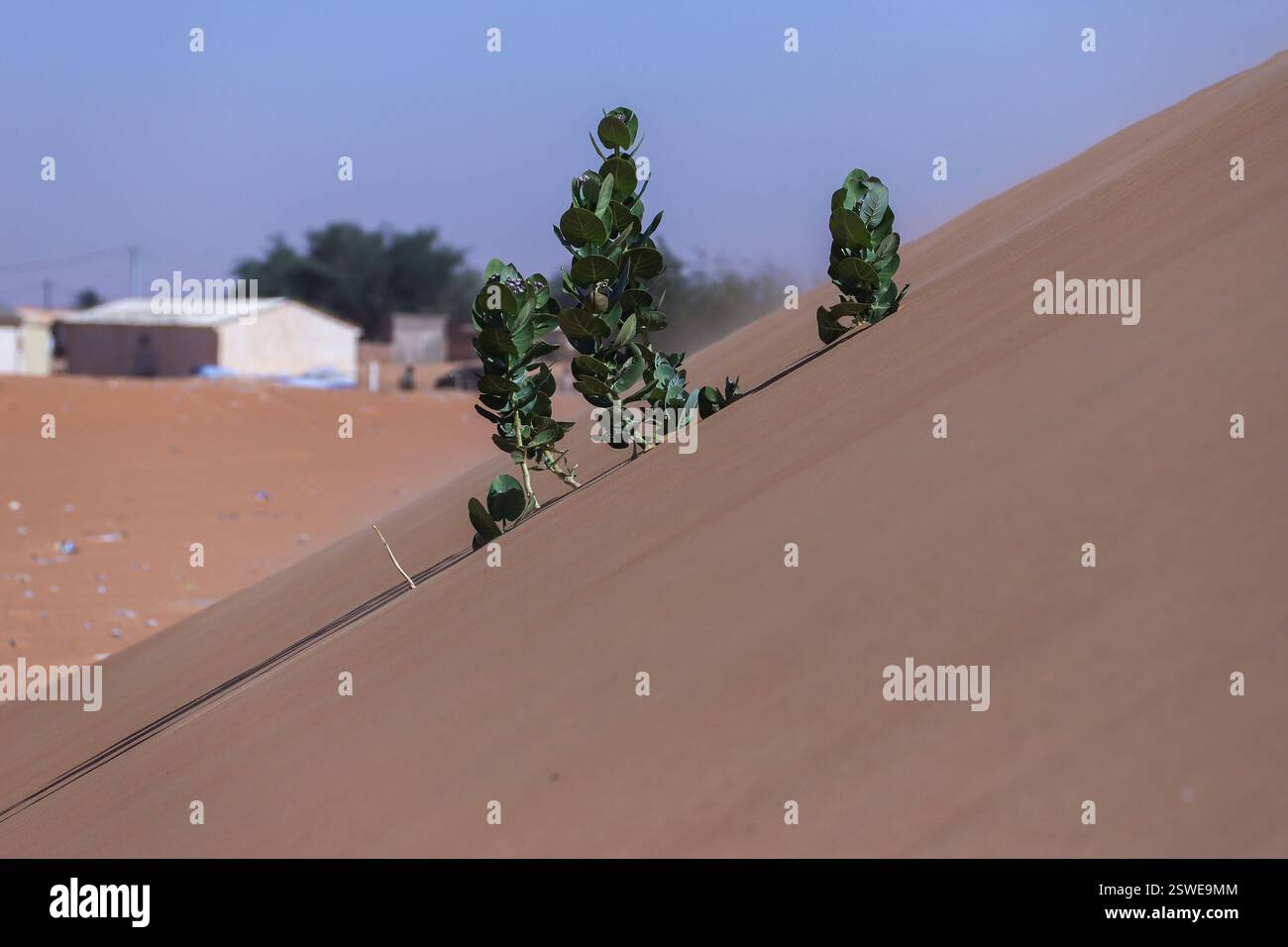 Tree branches stick out of the sand in Chinguetti, Mauritania on Jan