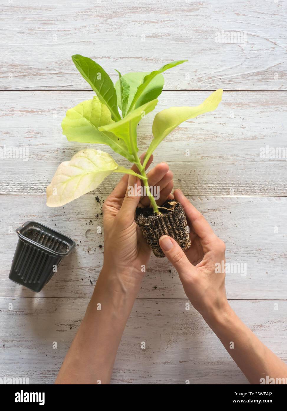 leave tobacco Tobacco leave hi-res stock photography and images