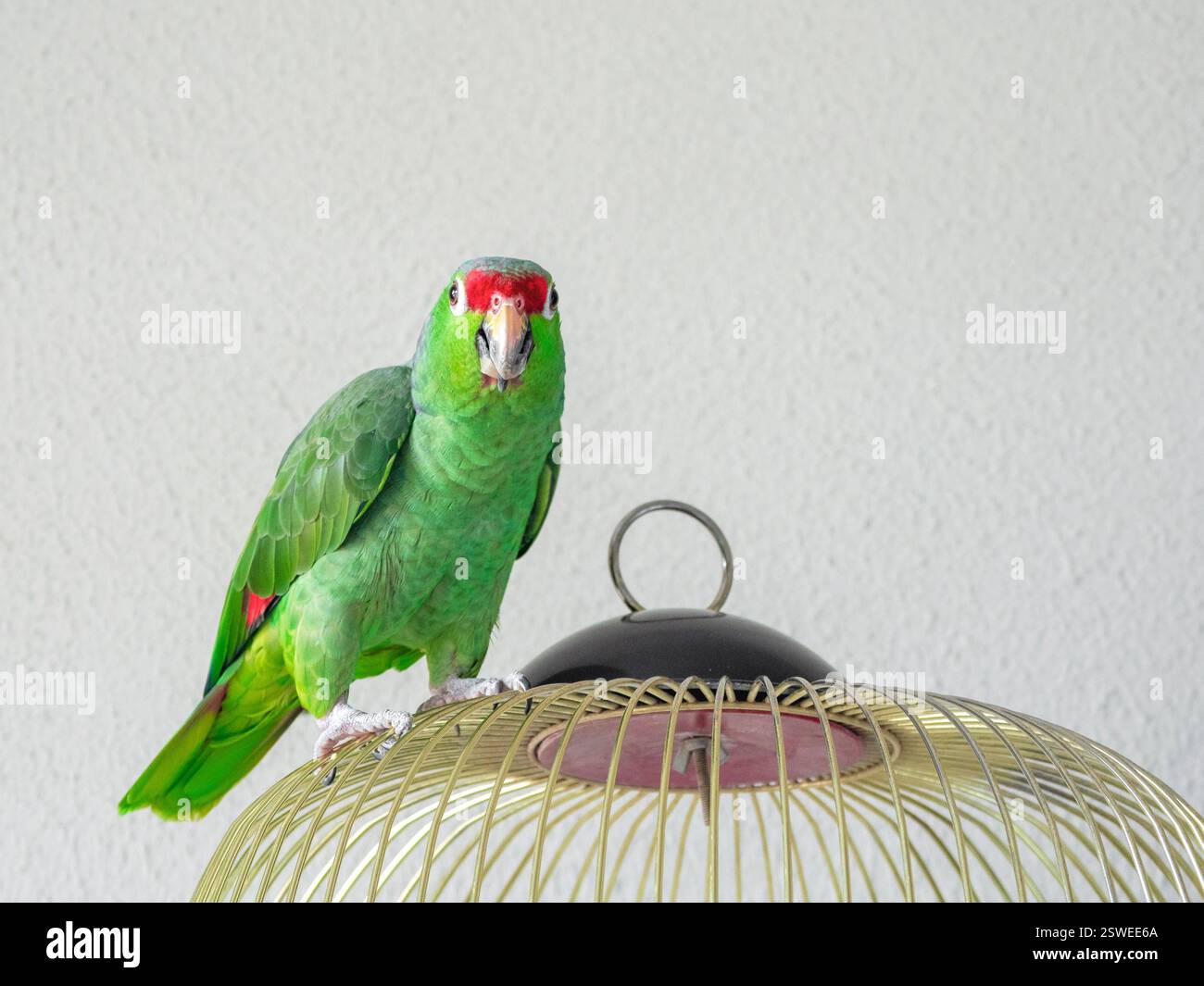 Large Wooden Bird Cages For Amazon Parrot photo