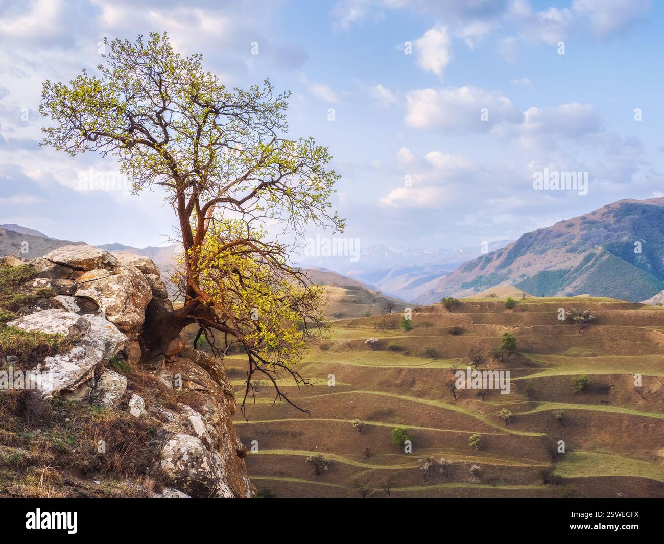Lonely tree growing on top of the cliff. Green tree growing on top of ...