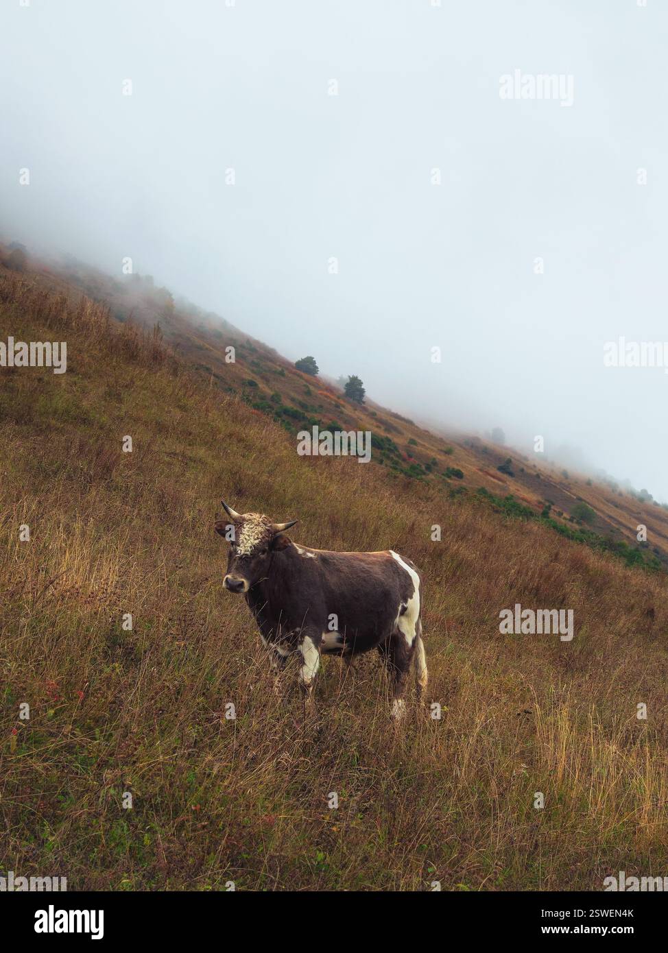 Funny young brown bull with a curly forehead poses on a misty steep mountain slope. Stock Photo