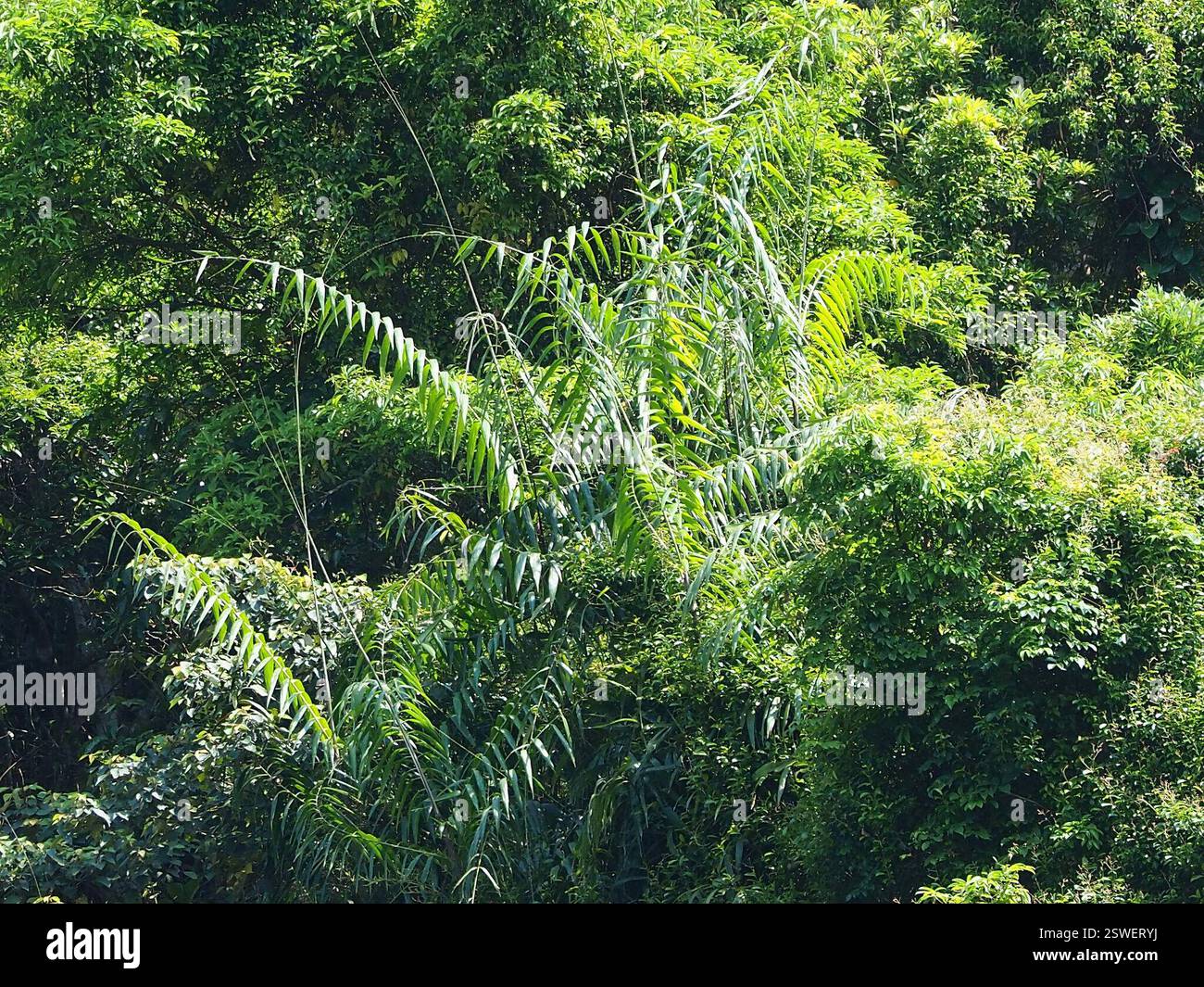 Rotang Reed Yellow Rotang Palm (Calamus formosanus), Plantae, 台灣新北市 Stock Photo - Alamy