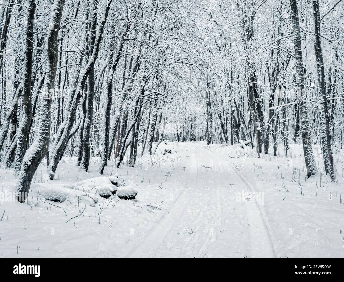 Forest winter snow road. Snowfall in the forest Stock Photo - Alamy