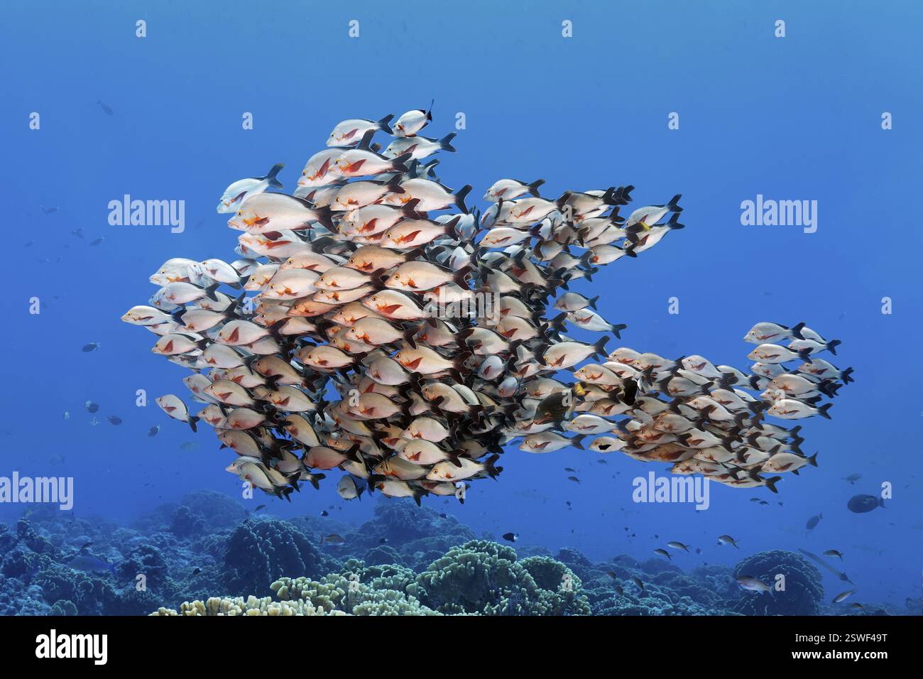 Shoal of humpback snapper (Lutjanus gibbus) shape like big fish, Great ...