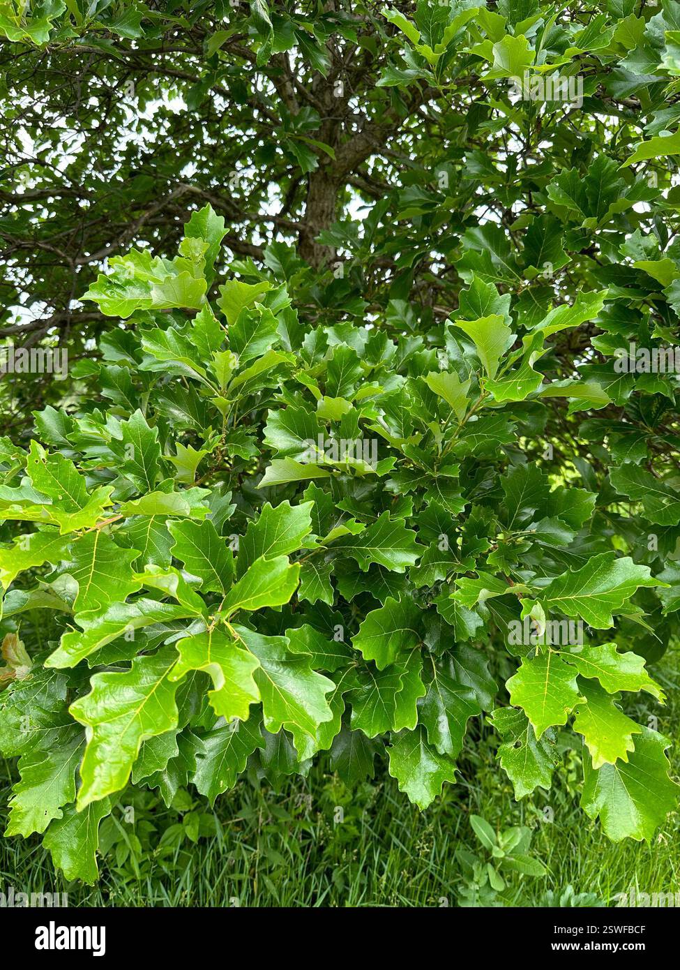 swamp white oak (Quercus bicolor), Plantae, Brookfield Stock Photo - Alamy
