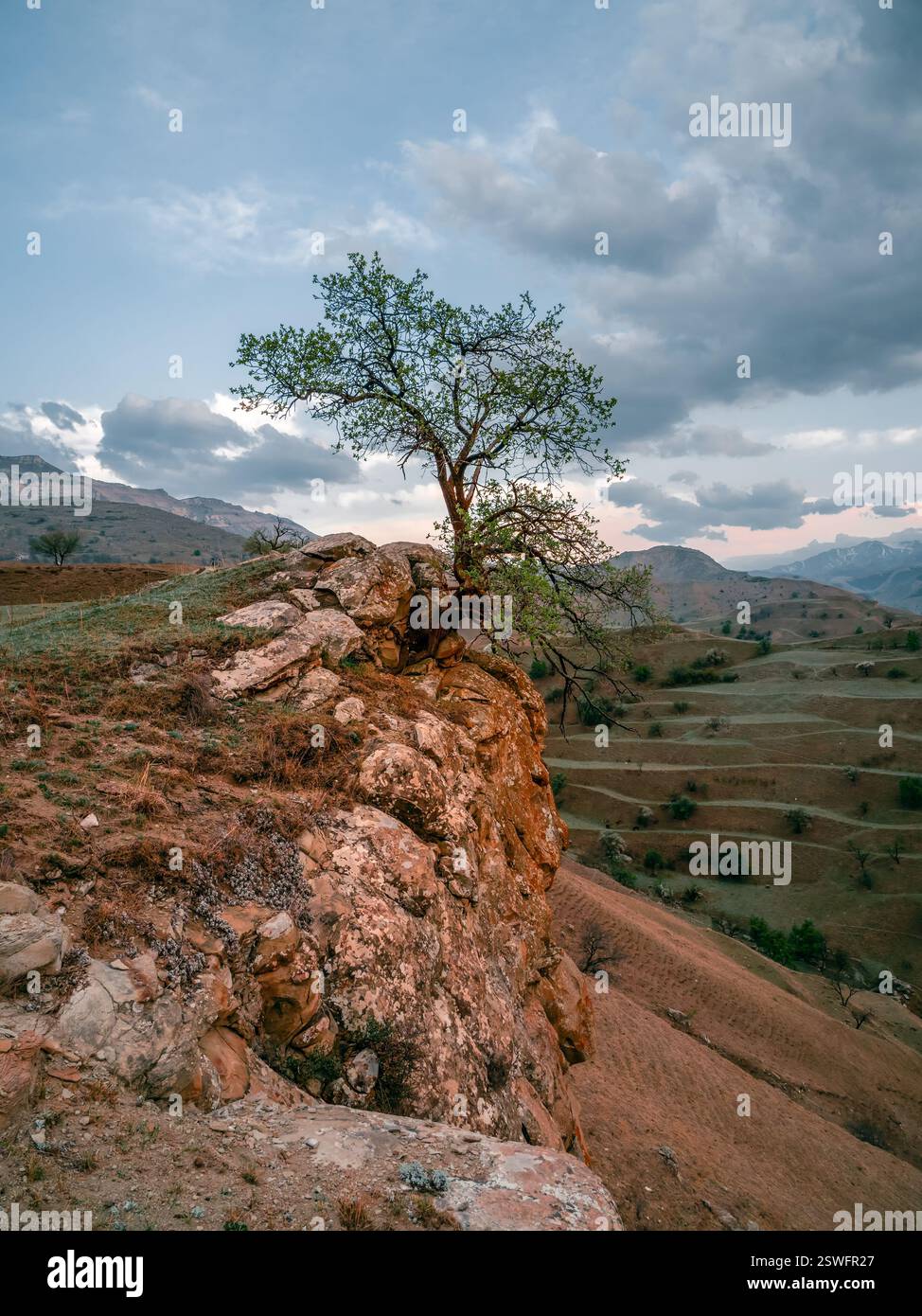 Lonely tree growing on top of the rock. Vertical view Stock Photo - Alamy