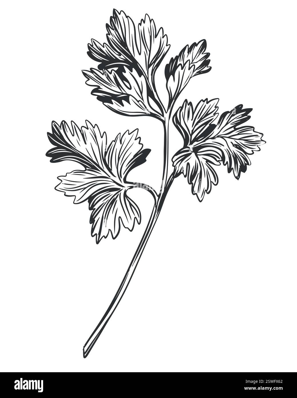Parsley sketch engraving vector illustration. Aromatic spice Stock ...