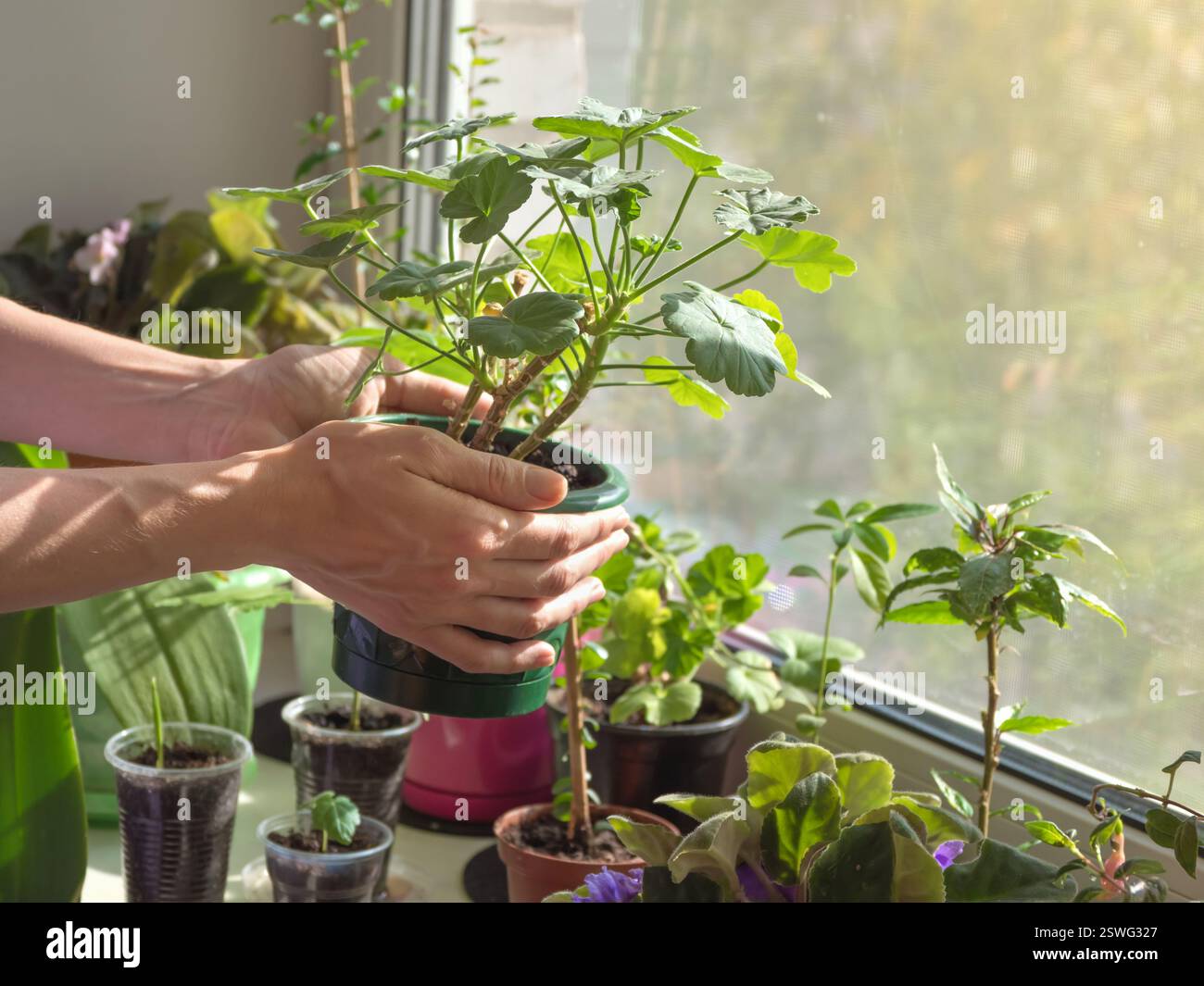 Hands holding a pot with a plant. Caring for houseplants. Woman taking care of houseplant indoors. Stock Photo