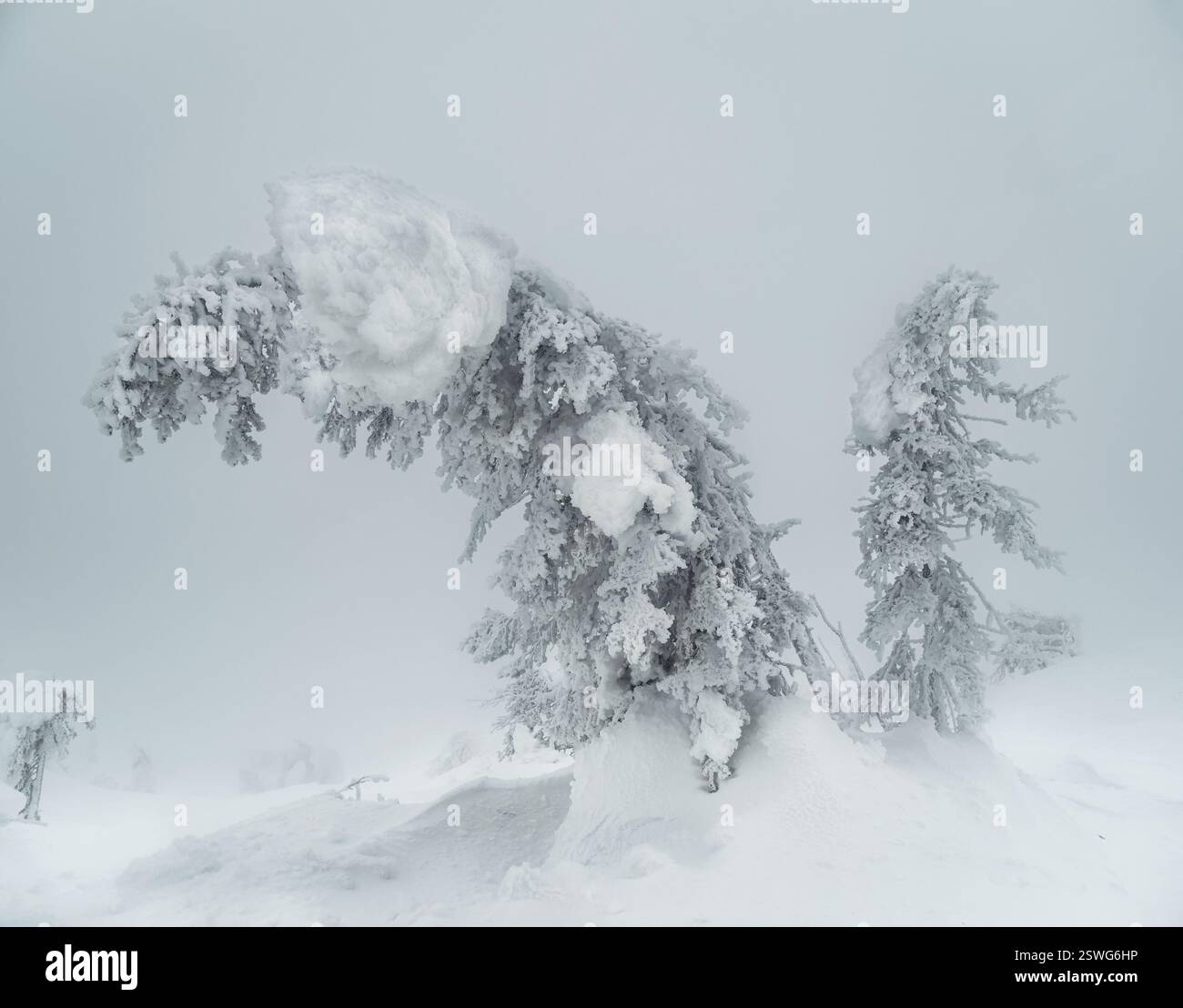 Magical bizarre silhouettes of trees are plastered with snow. Arctic ...