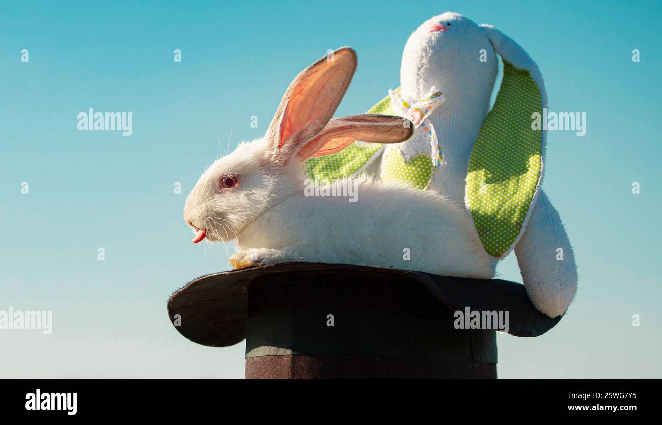 Easter bunny magician with plush toy rabbit. Stock Photo
