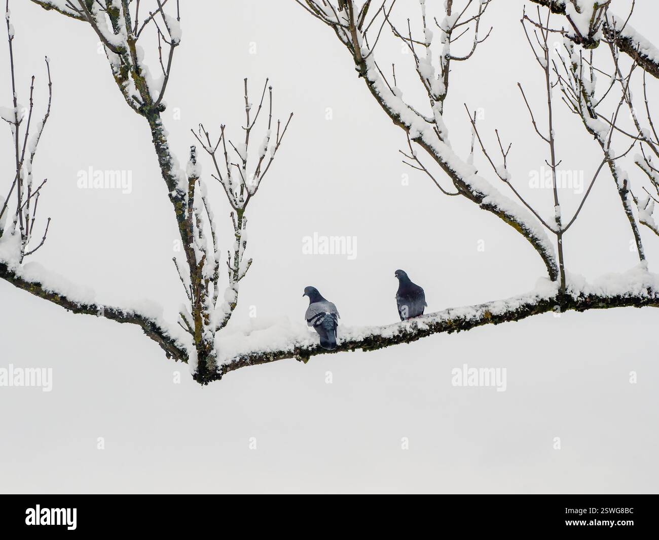 Two pigeons on a branch, winter minimalism of nature. Birds in the winter. The hard life of animals and birds in winter concept. Stock Photo