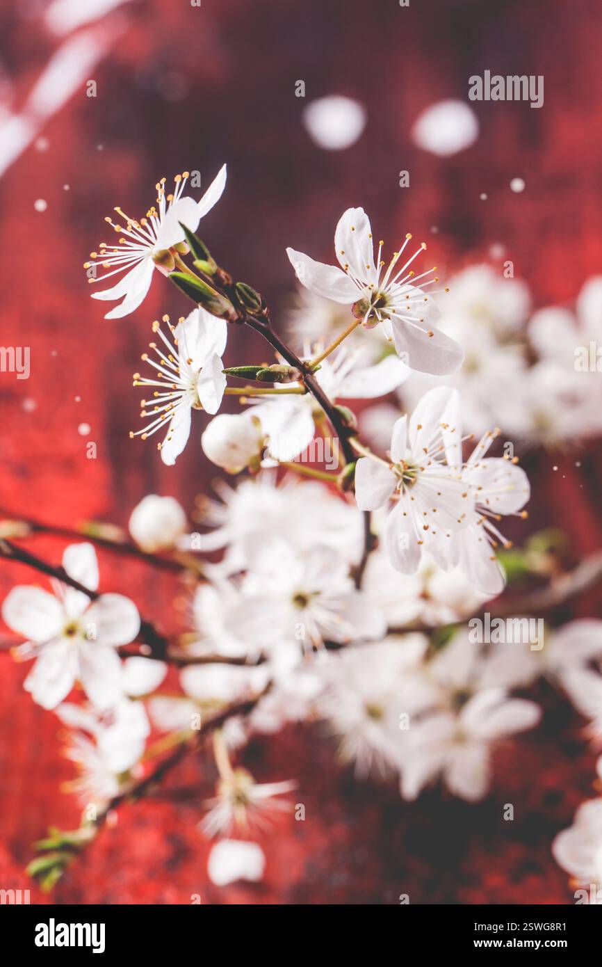 Blossom branch of cherry-tree Stock Photo