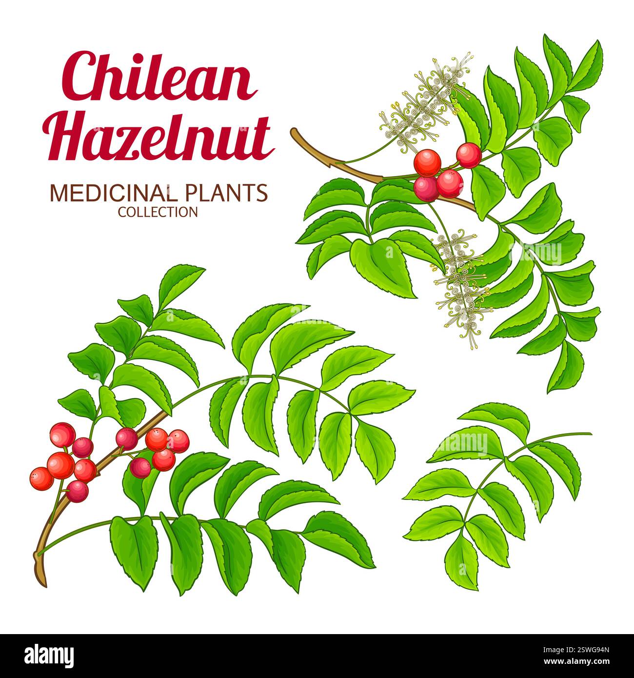 Chilean Hazelnut Branch Colored Illustration Stock Vector