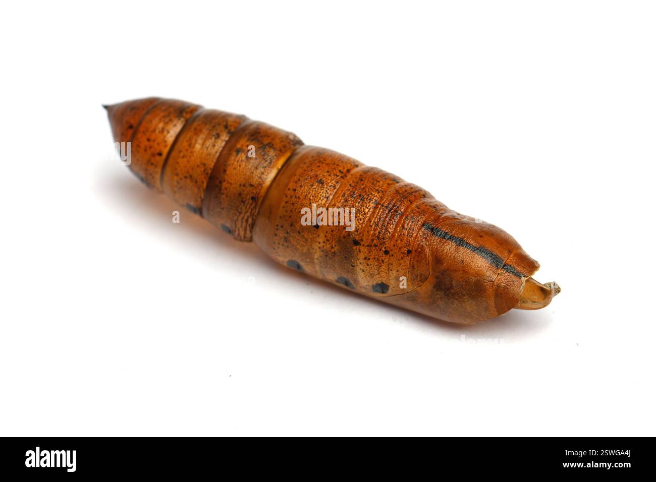 Brown pupa Cut Out Stock Images \u0026 Pictures - Alamy, image size:1300x956