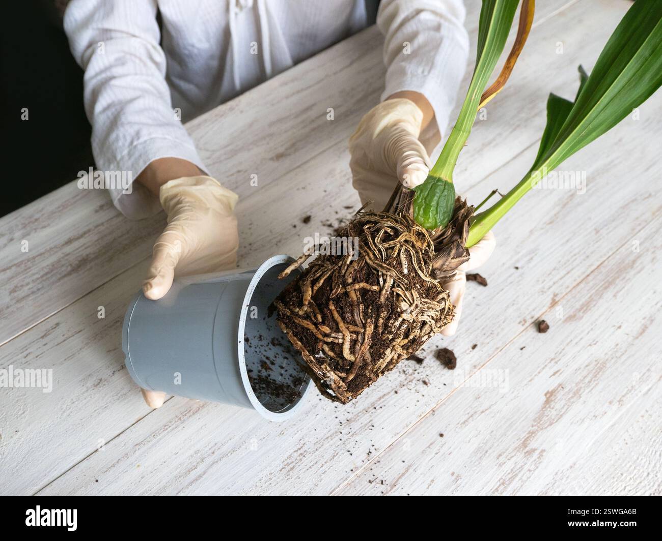 Orchid Roots Pale Diseases of orchid roots hi-res stock photography and images - Alamy