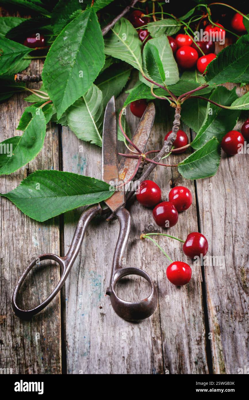 Bunch of cherry tree with vintage scissors hi-res stock photography and ...
