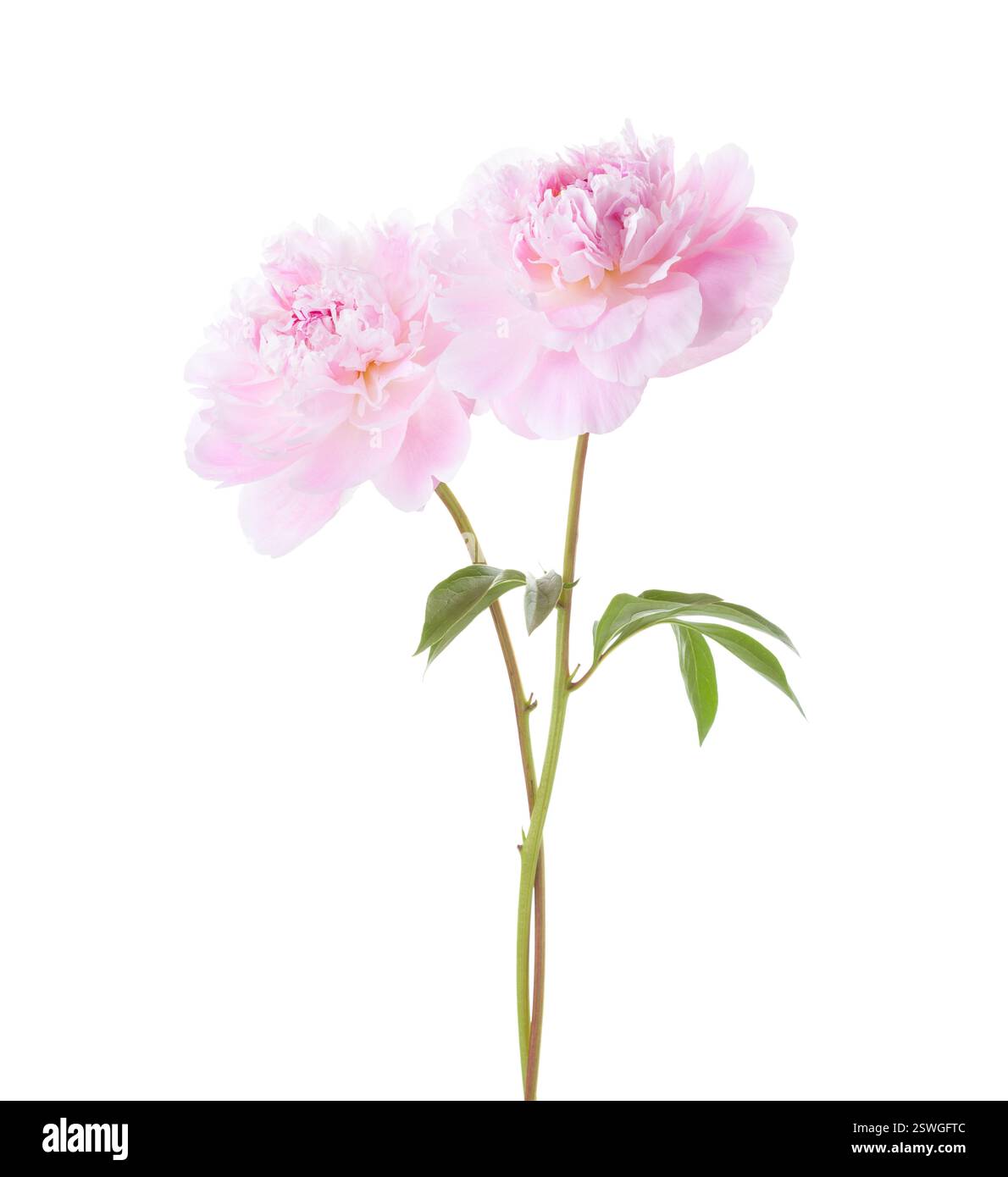 Two light  pink Peonies  isolated on white background. Stock Photo