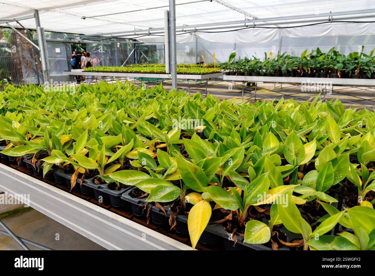 Lugar de Baixo, Portugal - June 11, 2024: Banana seedlings in greenhouse of BAM - banana plantation and museum on Madeira Island Stock Photo