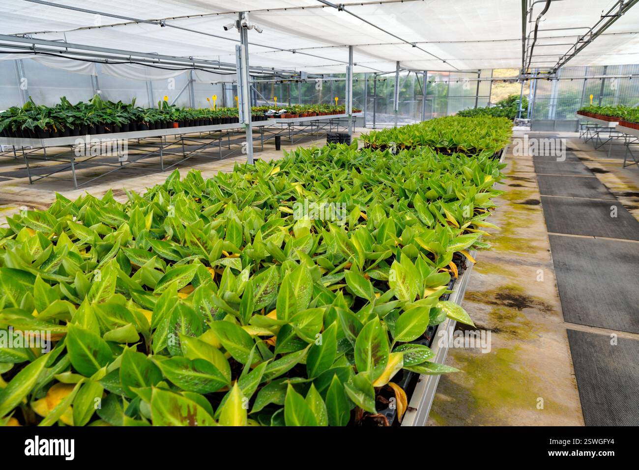 Lugar de Baixo, Portugal - June 11, 2024: Banana seedlings in greenhouse of BAM - banana plantation and museum on Madeira Island Stock Photo