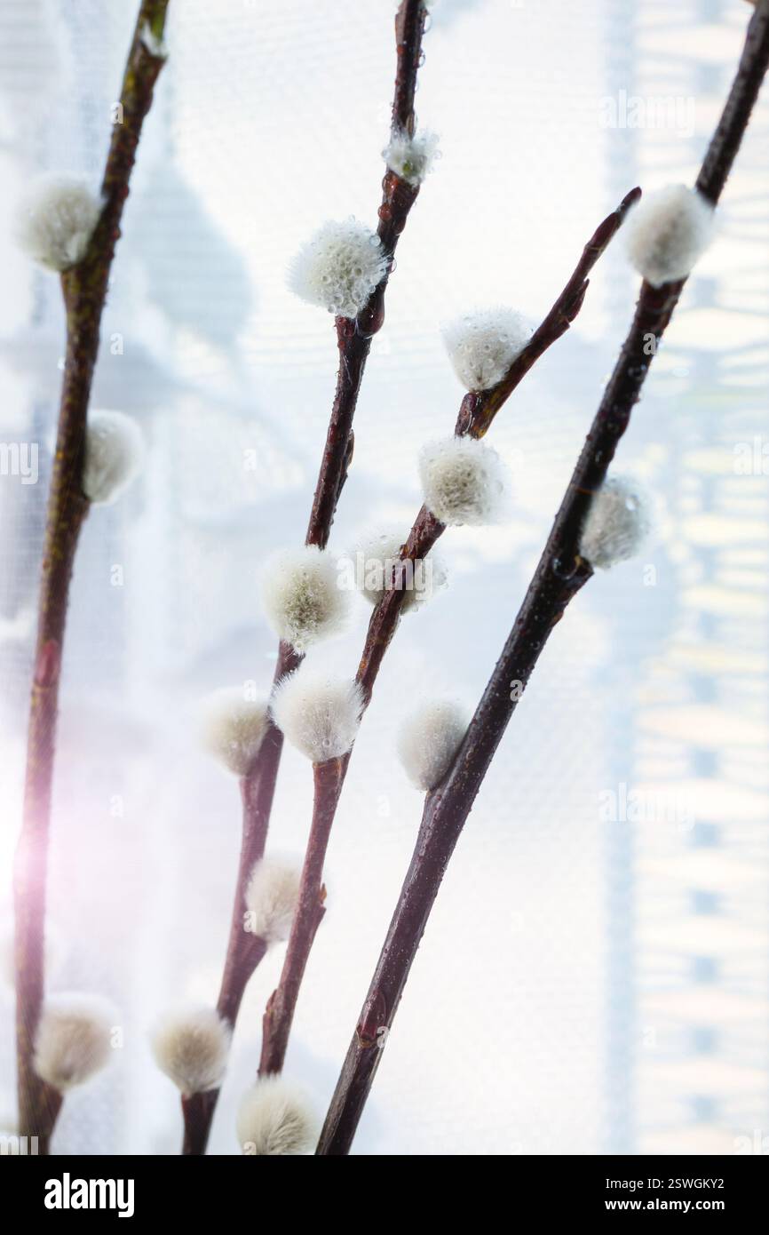 Willow and quail eggs Stock Photo