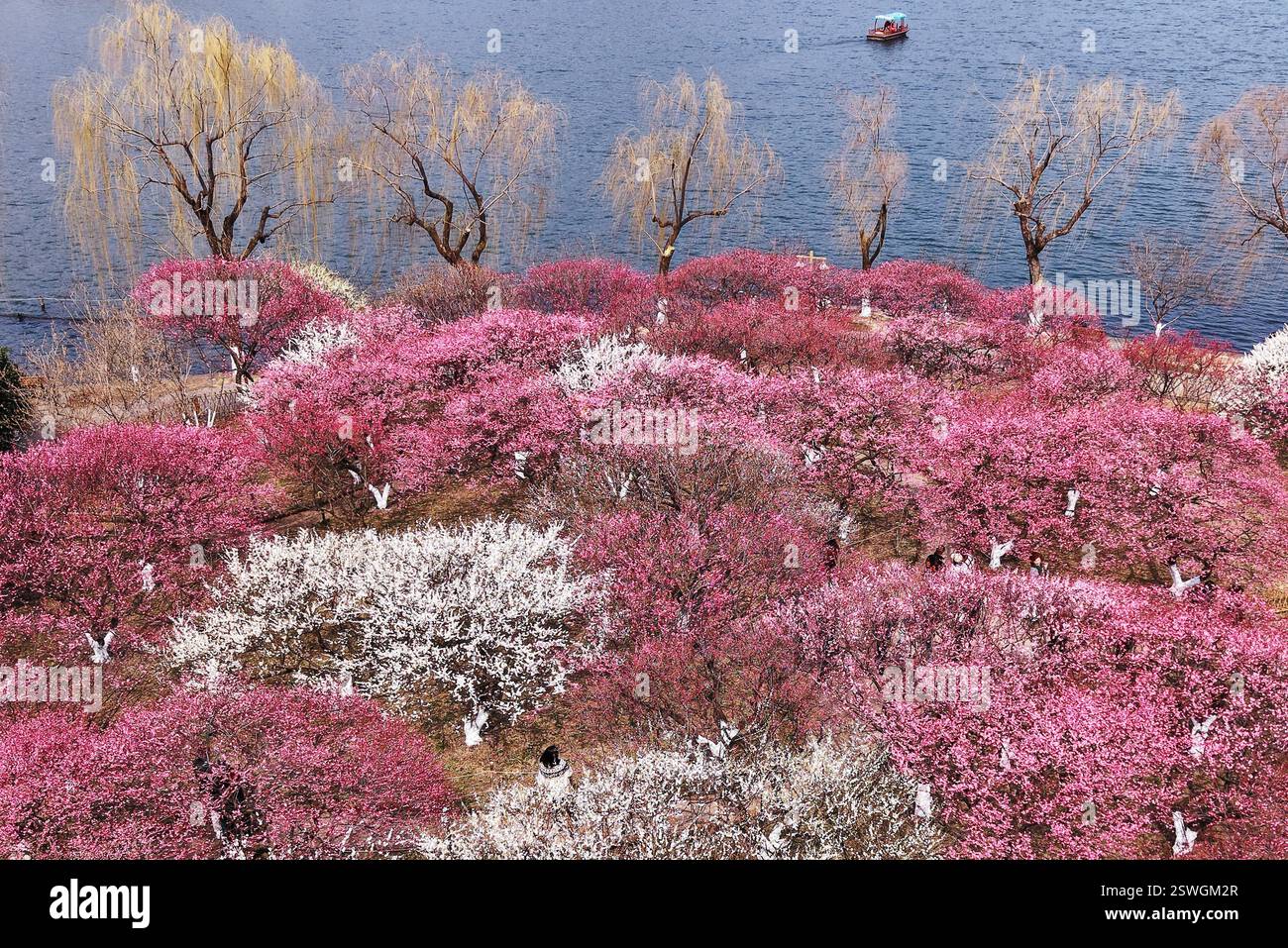 Plum Blossoms Bloom In Hangzhou City East China s Zhejiang Province plum-blossoms-bloom-in-hangzhou-city-east-china-s-zhejiang-province
