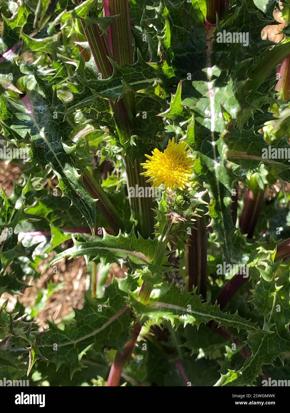 THISTLES The CRUZ in Silver & G15 main image 1