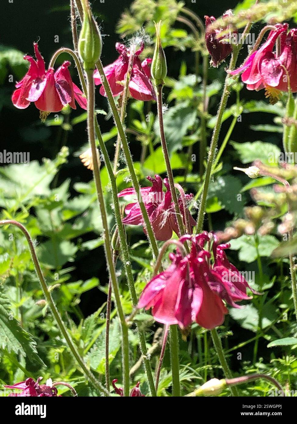 (Aquilegia vulgaris), Plantae, Hathern, Loughborough, England, GB Stock Photo