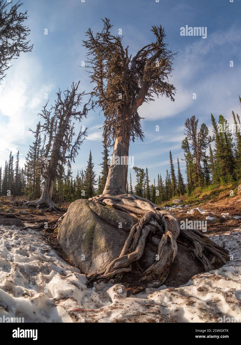 Falling old gnarled mountain coniferous tree was shot with a wide-angle ...