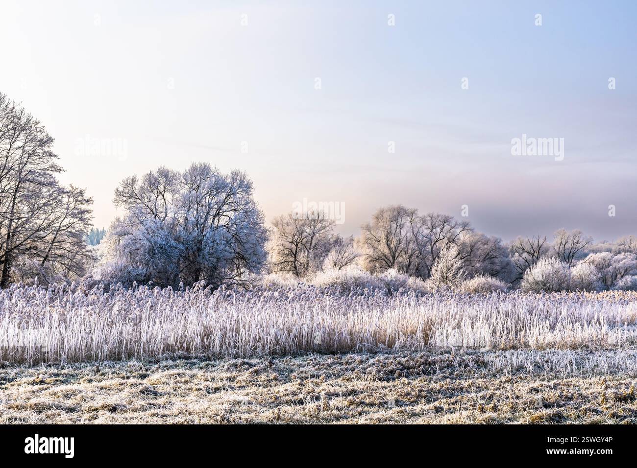 Landscape with bushes and grasses on a frosty early winter morning ...