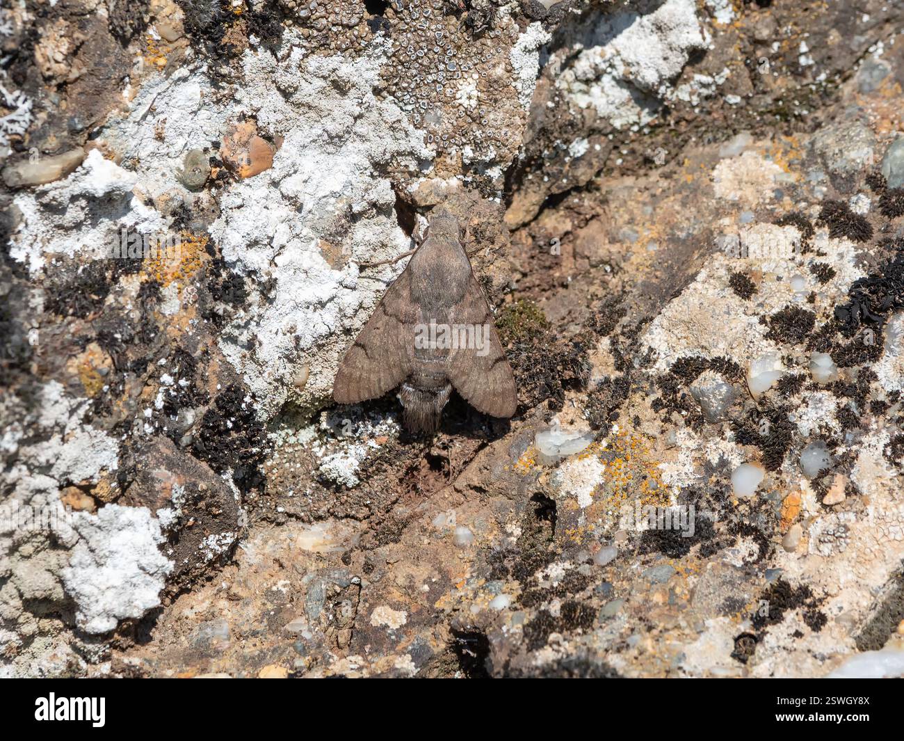 The common hawk moth rests on a mossy stone, mimicry of insects. Stock Photo