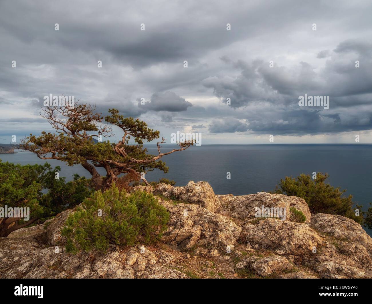 Lone gnarled pine tree on the Black Sea shore Stock Photo - Alamy