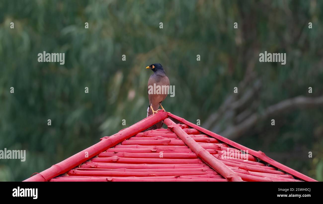 An Indian myna explores the world around it Stock Photo