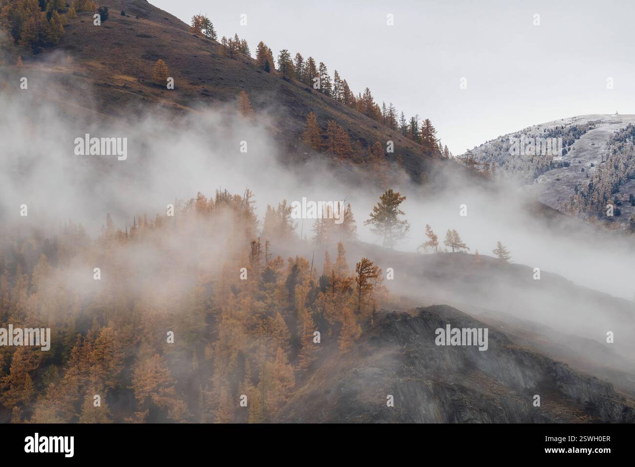 Thick fog in mountain. Golden larches on the steep slope Stock Photo ...