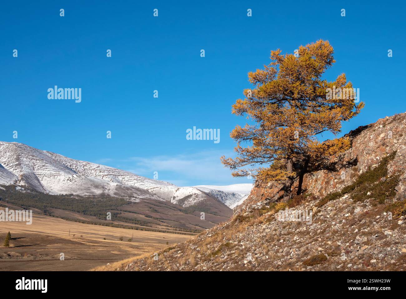 Autumn tree on a steep rocky cliff above the cliff. Gold larch tree on ...