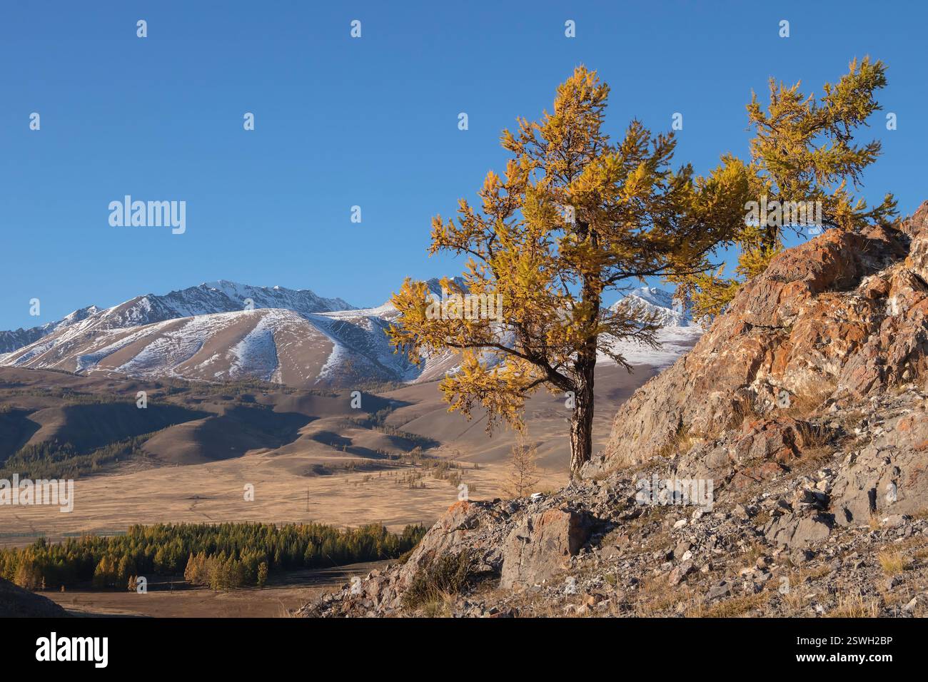 Gold larch trees on an sunny autumn mountain slope under a blue sky ...