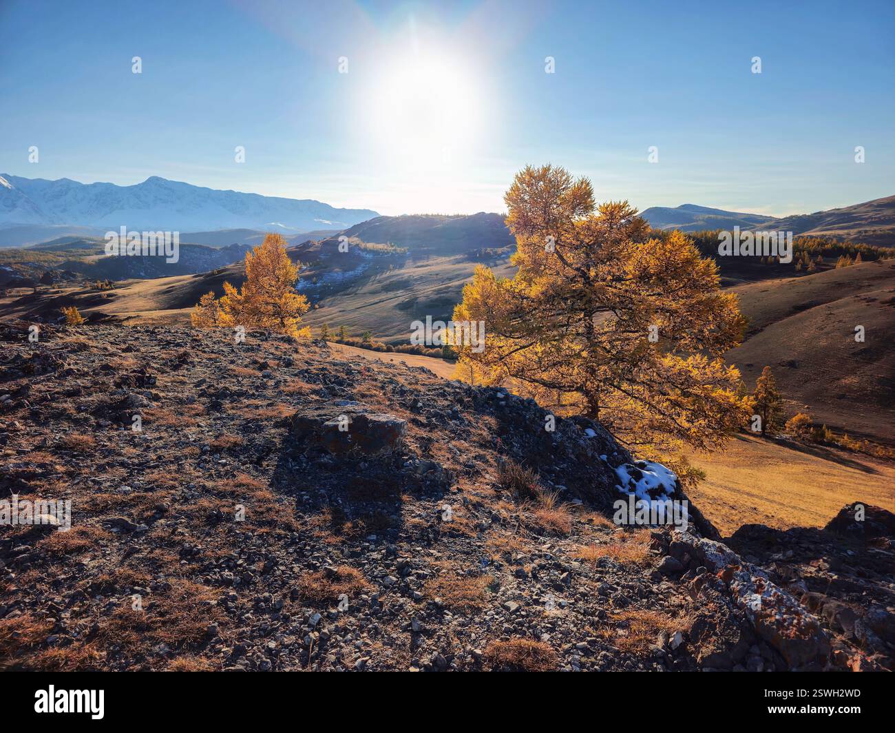 Two larch trees on an autumn mountain slope under a blue sky. Co Stock ...