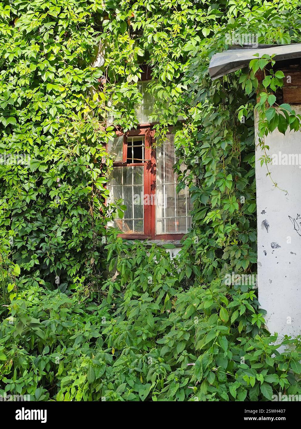 Old wooden window covered with green leaves on the wall Stock Photo - Alamy