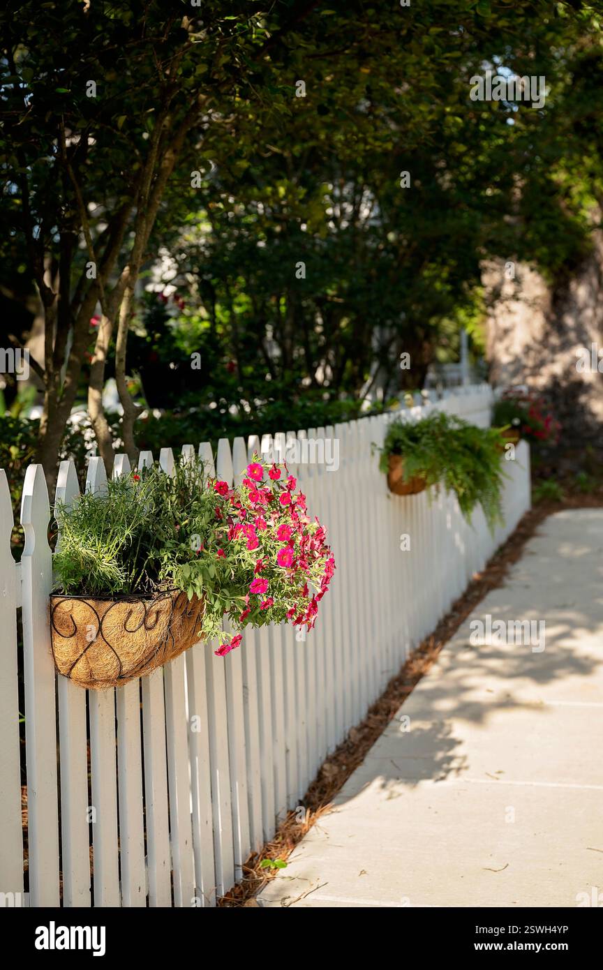 White picket fence with hanging flower baskets in a sunny garden Stock ...