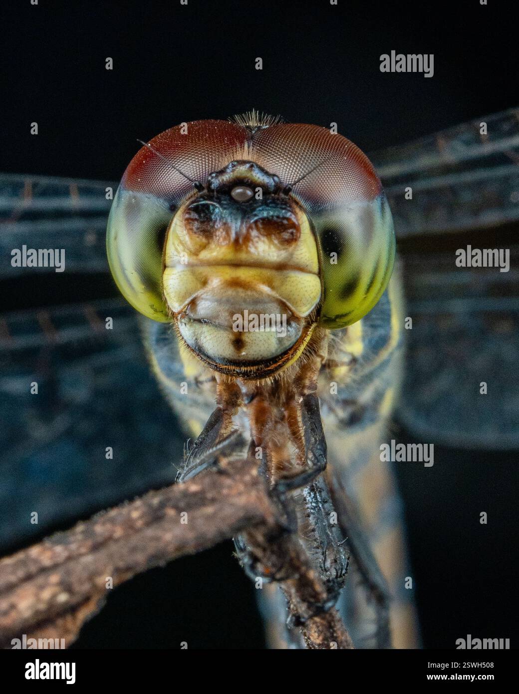 Macro Close-Up of a Dragonfly With Focus on Its Compound Eyes Stock ...