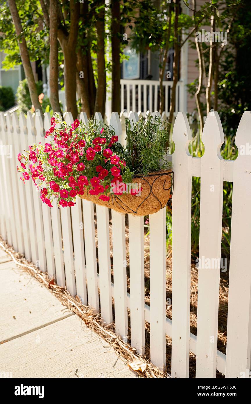 White picket fence with pink petunias in a hanging planter Stock Photo ...