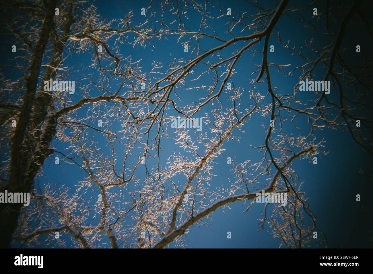 Freshly Fallen Snow Sits on the Trees Stock Photo