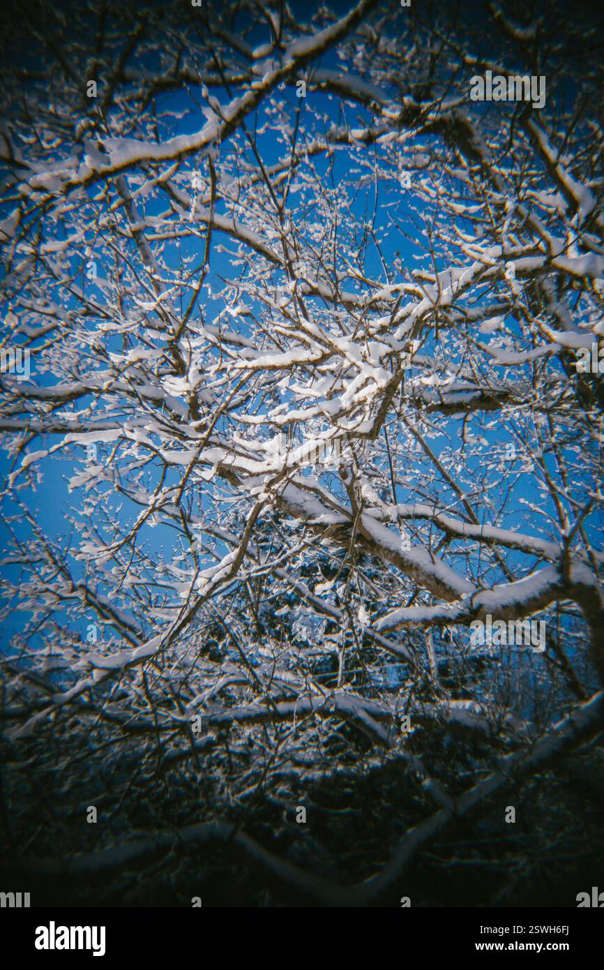 Freshly Fallen Snow Sits on the Trees Stock Photo