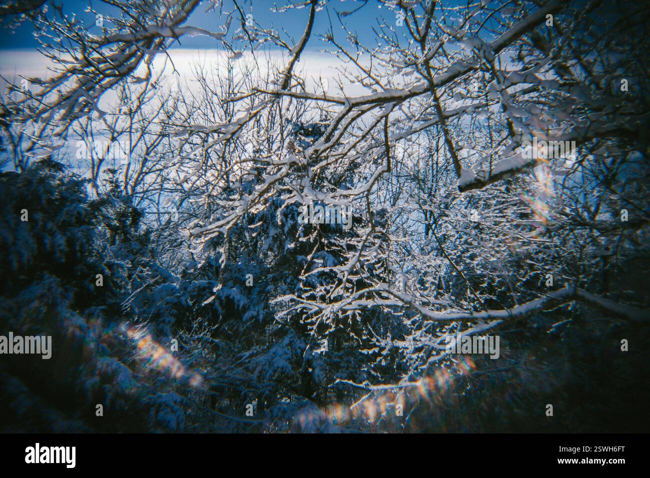 Freshly Fallen Snow Sits on the Trees Stock Photo