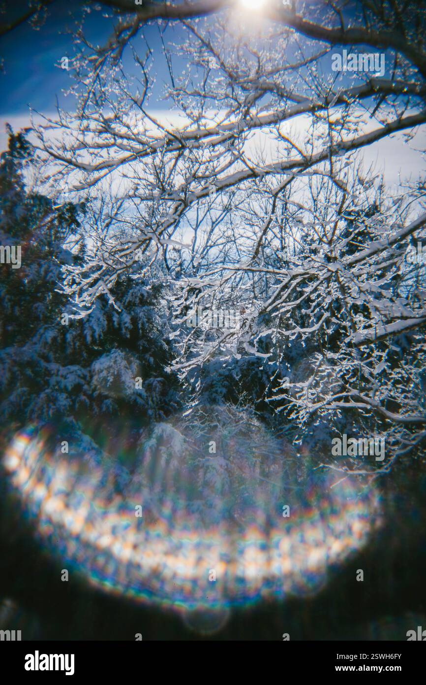 Freshly Fallen Snow Sits on the Trees Stock Photo