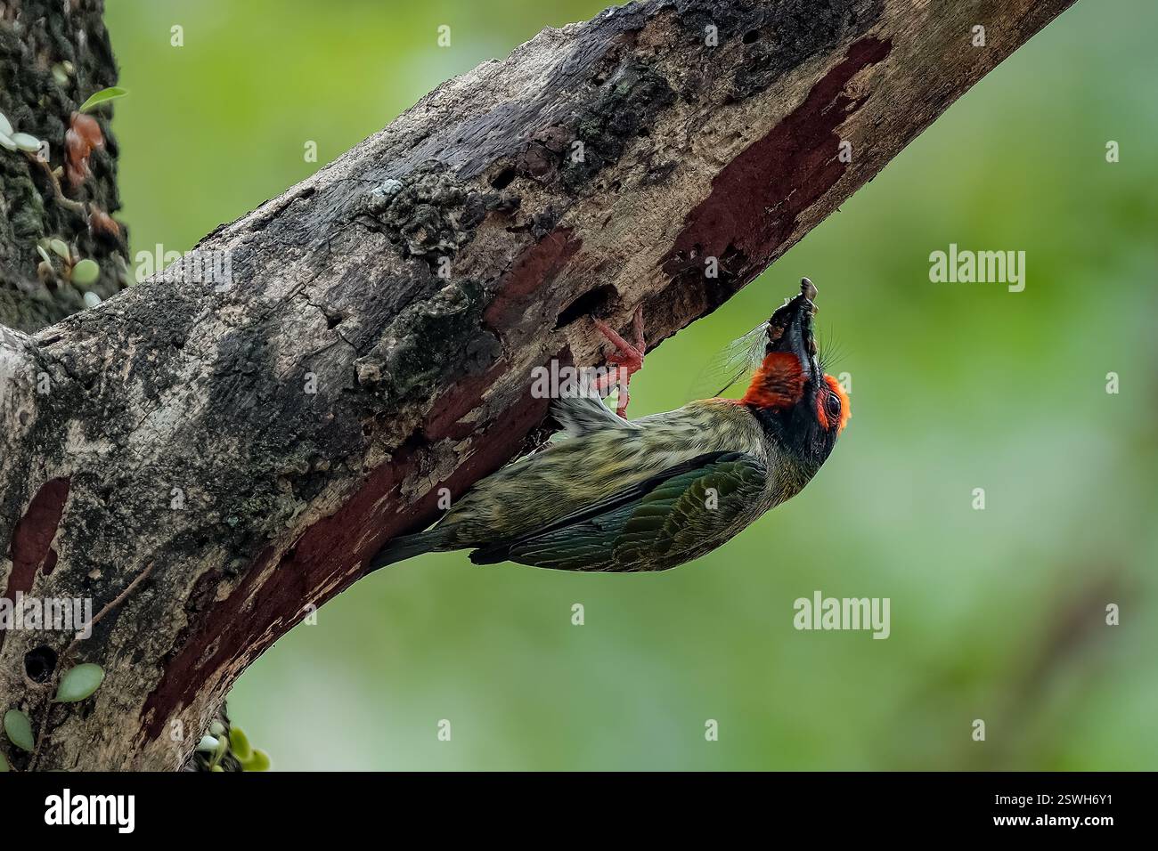 Coppersmith carrying the food for the chick Stock Photo