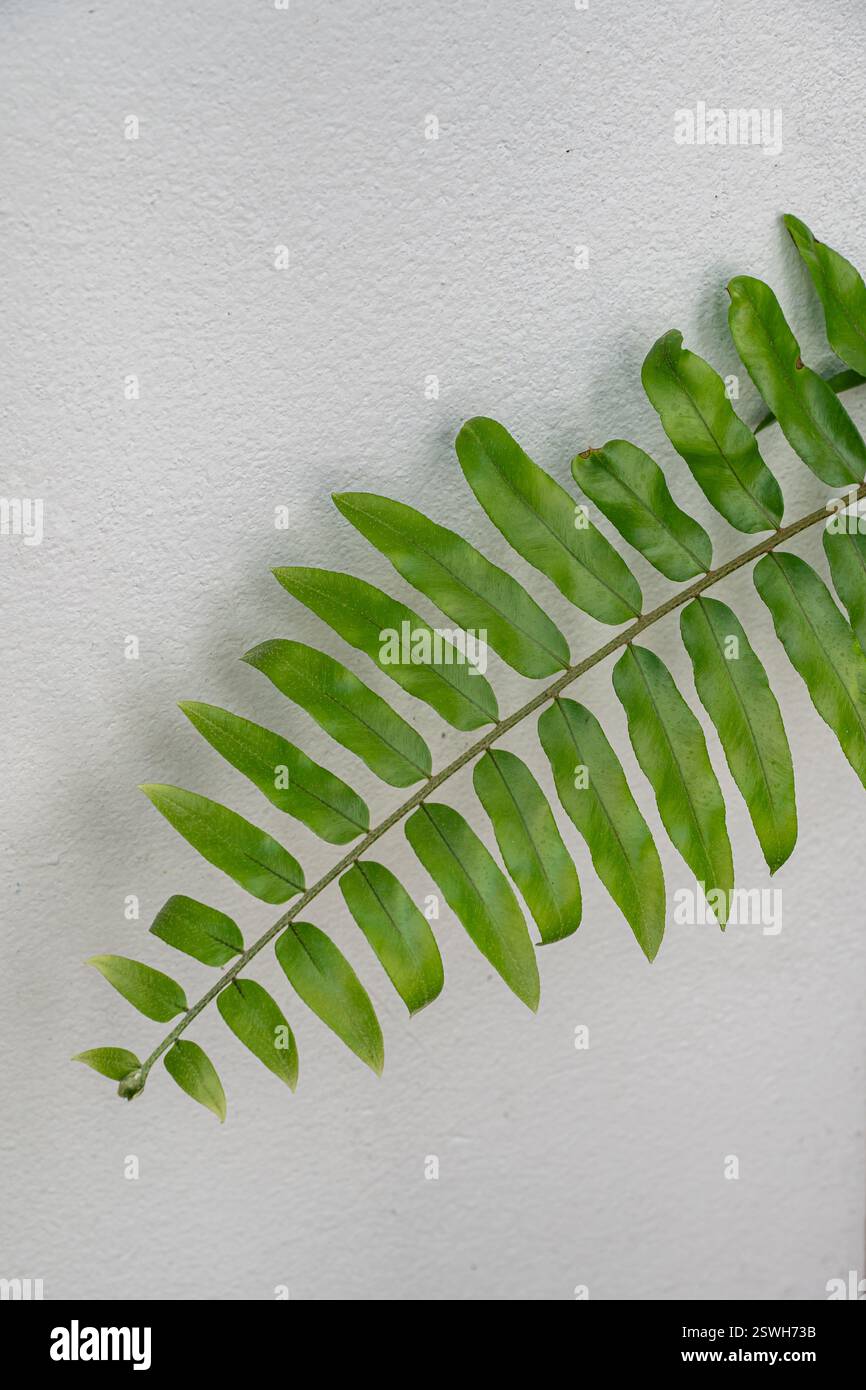 Green fern leaves on hi-res stock photography and images - Alamy