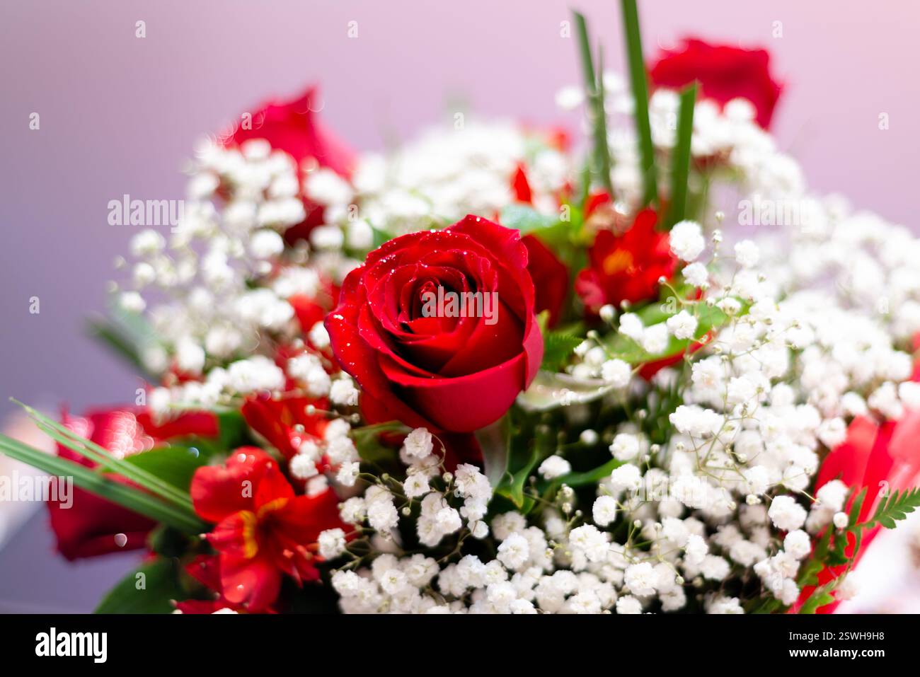 The flowers red roses hi-res stock photography and images - Alamy